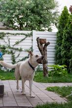 OLAF, Hund, Mischlingshund in Rumänien - Bild 13