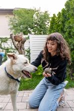 OLAF, Hund, Mischlingshund in Rumänien - Bild 17