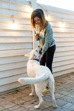 OLAF, Hund, Mischlingshund in Rumänien - Bild 21