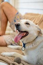 OLAF, Hund, Mischlingshund in Rumänien - Bild 23