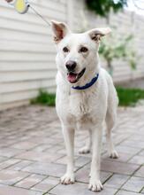 OLAF, Hund, Mischlingshund in Rumänien - Bild 7