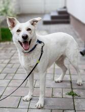 OLAF, Hund, Mischlingshund in Rumänien - Bild 9
