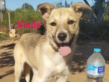 VINILA, Hund, Mischlingshund in Spanien - Bild 1