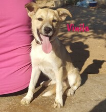 VINILA, Hund, Mischlingshund in Spanien - Bild 2