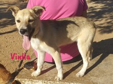 VINILA, Hund, Mischlingshund in Spanien - Bild 3