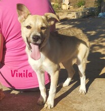 VINILA, Hund, Mischlingshund in Spanien - Bild 4