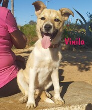 VINILA, Hund, Mischlingshund in Spanien - Bild 5