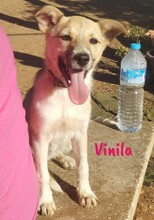 VINILA, Hund, Mischlingshund in Spanien - Bild 6