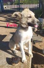 VINILA, Hund, Mischlingshund in Spanien - Bild 7