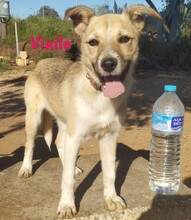VINILA, Hund, Mischlingshund in Spanien - Bild 8