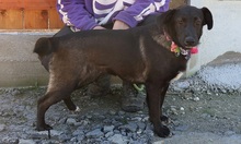 TIFANY, Hund, Mischlingshund in Slowakische Republik - Bild 2