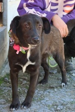 TIFANY, Hund, Mischlingshund in Slowakische Republik - Bild 3