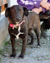 TIFANY, Hund, Mischlingshund in Slowakische Republik - Bild 5