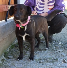 TIFANY, Hund, Mischlingshund in Slowakische Republik - Bild 6