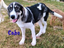 CABO, Hund, Herdenschutzhund-Mix in Spanien - Bild 1