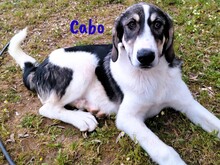 CABO, Hund, Herdenschutzhund-Mix in Spanien - Bild 2