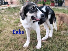 CABO, Hund, Herdenschutzhund-Mix in Spanien - Bild 4