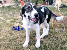 CABO, Hund, Herdenschutzhund-Mix in Spanien - Bild 5