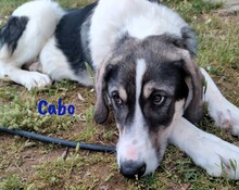 CABO, Hund, Herdenschutzhund-Mix in Spanien - Bild 6
