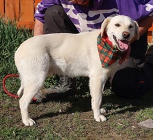 ANTHONY, Hund, Mischlingshund in Slowakische Republik - Bild 2