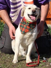 ANTHONY, Hund, Mischlingshund in Slowakische Republik - Bild 3
