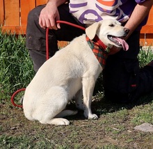 ANTHONY, Hund, Mischlingshund in Slowakische Republik - Bild 4
