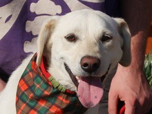 ANTHONY, Hund, Mischlingshund in Slowakische Republik - Bild 5