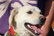 ANTHONY, Hund, Mischlingshund in Slowakische Republik - Bild 6