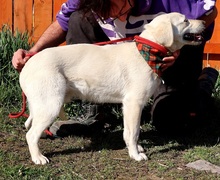ANTHONY, Hund, Mischlingshund in Slowakische Republik - Bild 7