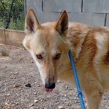 LOBO, Hund, Tschechoslowakischer Wolfshund in Spanien - Bild 1