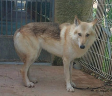 LOBO, Hund, Tschechoslowakischer Wolfshund in Spanien - Bild 10