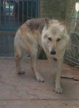 LOBO, Hund, Tschechoslowakischer Wolfshund in Spanien - Bild 11