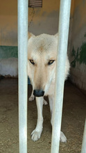 LOBO, Hund, Tschechoslowakischer Wolfshund in Spanien - Bild 12
