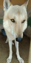 LOBO, Hund, Tschechoslowakischer Wolfshund in Spanien - Bild 13