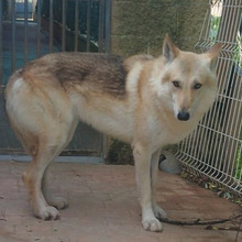 LOBO, Hund, Tschechoslowakischer Wolfshund in Spanien - Bild 2