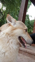 LOBO, Hund, Tschechoslowakischer Wolfshund in Spanien - Bild 3