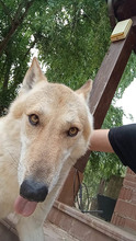 LOBO, Hund, Tschechoslowakischer Wolfshund in Spanien - Bild 4