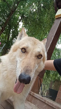 LOBO, Hund, Tschechoslowakischer Wolfshund in Spanien - Bild 5