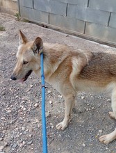 LOBO, Hund, Tschechoslowakischer Wolfshund in Spanien - Bild 7
