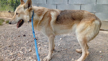 LOBO, Hund, Tschechoslowakischer Wolfshund in Spanien - Bild 8