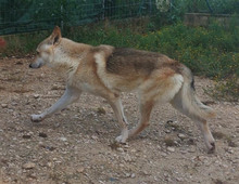 LOBO, Hund, Tschechoslowakischer Wolfshund in Spanien - Bild 9