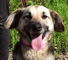 CANDYC63, Hund, Mischlingshund in Slowakische Republik - Bild 1