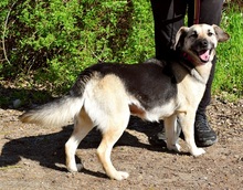 CANDYC63, Hund, Mischlingshund in Slowakische Republik - Bild 10