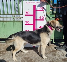 CANDYC63, Hund, Mischlingshund in Slowakische Republik - Bild 11