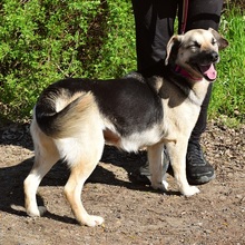 CANDYC63, Hund, Mischlingshund in Slowakische Republik - Bild 12