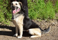 CANDYC63, Hund, Mischlingshund in Slowakische Republik - Bild 13