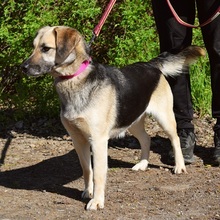 CANDYC63, Hund, Mischlingshund in Slowakische Republik - Bild 2