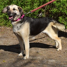CANDYC63, Hund, Mischlingshund in Slowakische Republik - Bild 4