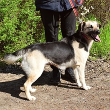 CANDYC63, Hund, Mischlingshund in Slowakische Republik - Bild 5
