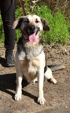 CANDYC63, Hund, Mischlingshund in Slowakische Republik - Bild 6
